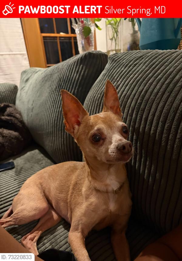 Lost Female Dog last seen Colesville Rd and Highland Dr., Silver Spring, MD 20910