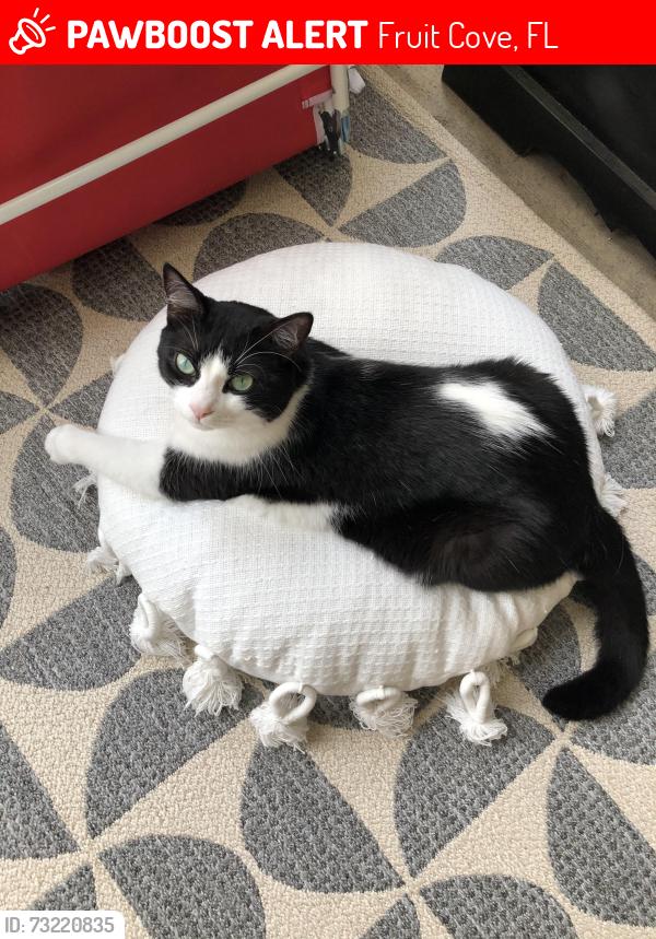 Lost Male Cat last seen Eastwood Branch Dr, Fruit Cove, FL 32259