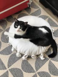Lost Male Cat last seen Eastwood Branch Dr, Fruit Cove, FL 32259