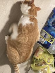 Reunited Male Cat last seen Jojos pizza, Mechanicsburg, PA 17055
