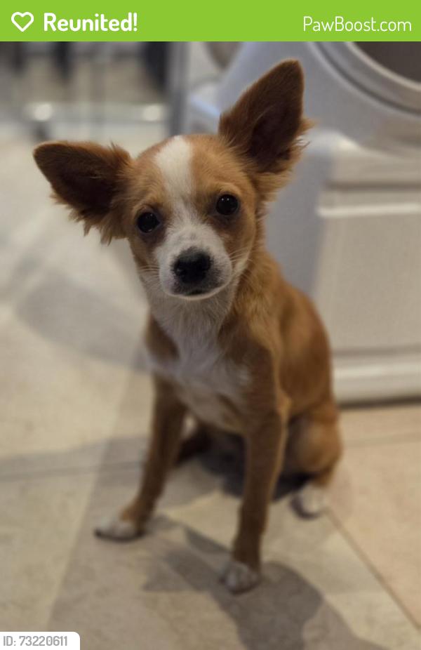 Reunited Female Dog last seen Long Beach Blvd/Alondra, Compton, CA 90221