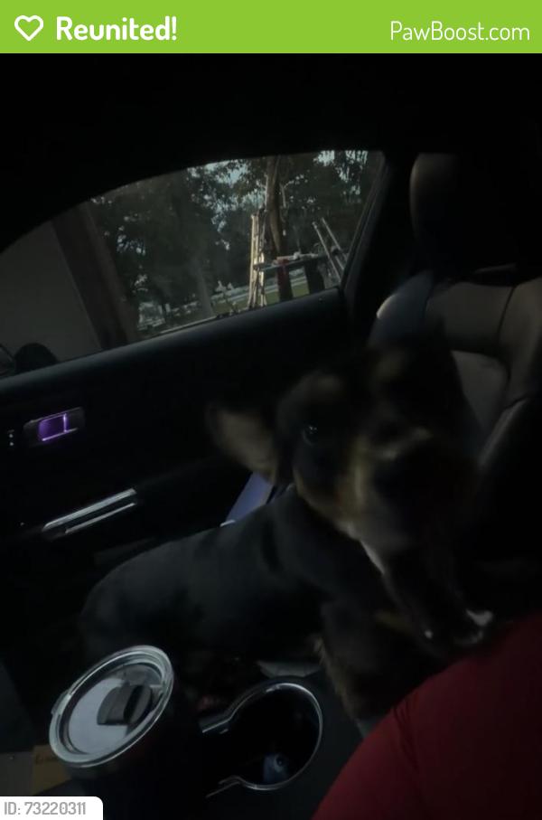 Reunited Male Dog last seen Crossville road, Roswell, GA 30075