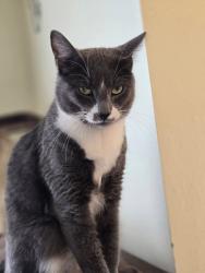 Lost Male Cat last seen Glen Acres Gold Course- cndmnium Community, Seattle, WA 98168