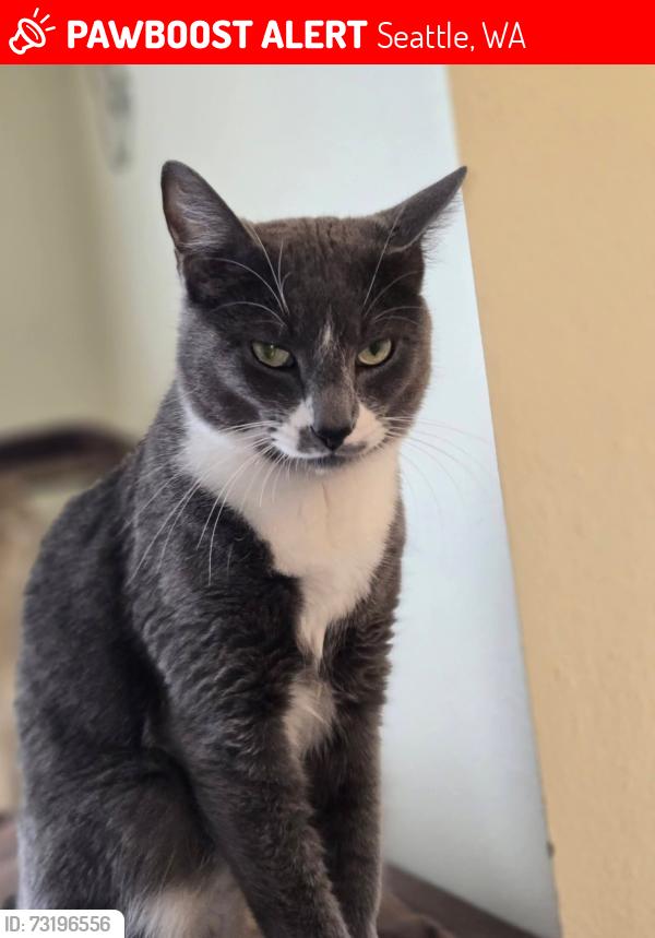 Lost Male Cat last seen Glen Acres Gold Course- cndmnium Community, Seattle, WA 98168