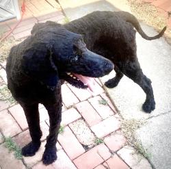 Reunited Male Dog last seen Rockmoor Dr, Ft. Worth, Edgecliff Village, TX 76134