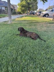 Found/Stray Unknown Dog last seen Near 9&9th, at the base of Judge Memorial High School, Salt Lake City, UT 84102