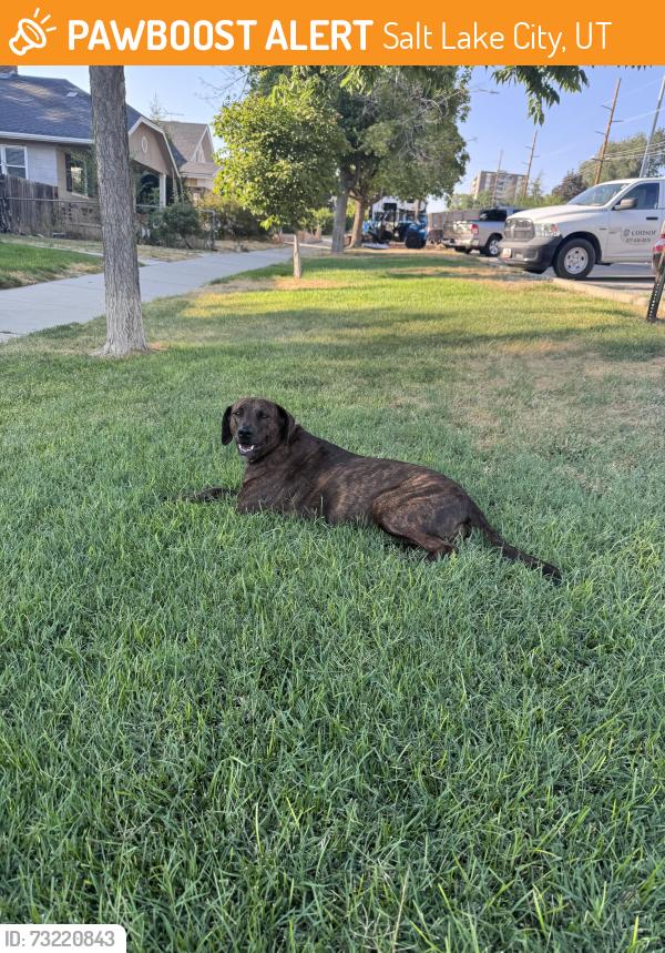 Found/Stray Unknown Dog last seen Near 9&9th, at the base of Judge Memorial High School, Salt Lake City, UT 84102