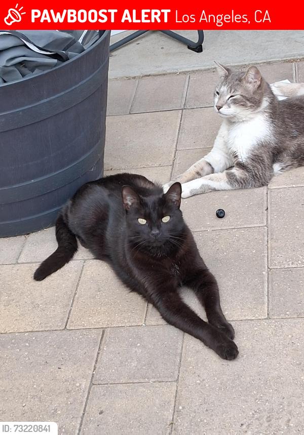 Lost Female Cat last seen Laural cyn and brand, Los Angeles, CA 91345