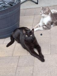 Lost Female Cat last seen Laural cyn and brand, Los Angeles, CA 91345