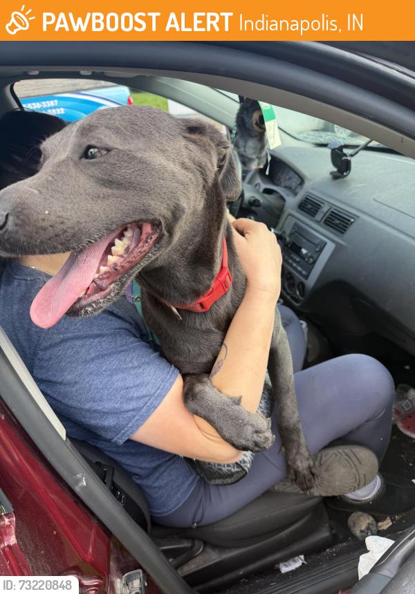 Found/Stray Unknown Dog last seen Mann rd &465, Indianapolis, IN 46221