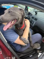 Found/Stray Unknown Dog last seen Mann rd &465, Indianapolis, IN 46221