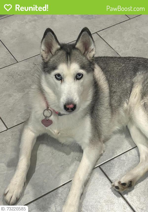 Reunited Female Dog last seen Mississippi and Peoria, Aurora, CO 80012
