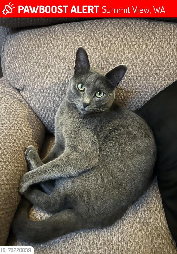 Lost Female Cat last seen 72nd Ave. Ct. E & Crown Drive E; 98375, Summit View, WA 98375