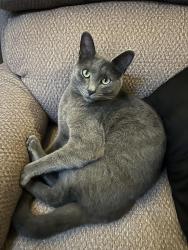 Lost Female Cat last seen 72nd Ave. Ct. E & Crown Drive E; 98375, Summit View, WA 98375