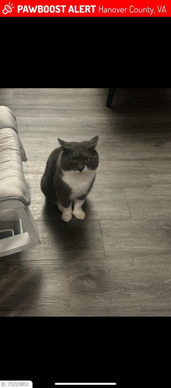Lost Male Cat last seen Mountain road, Hanover County, VA 23192