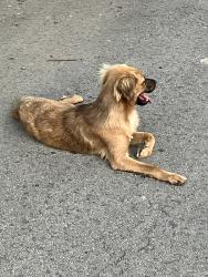Found/Stray Unknown Dog last seen West Ave, San Antonio, TX 78213