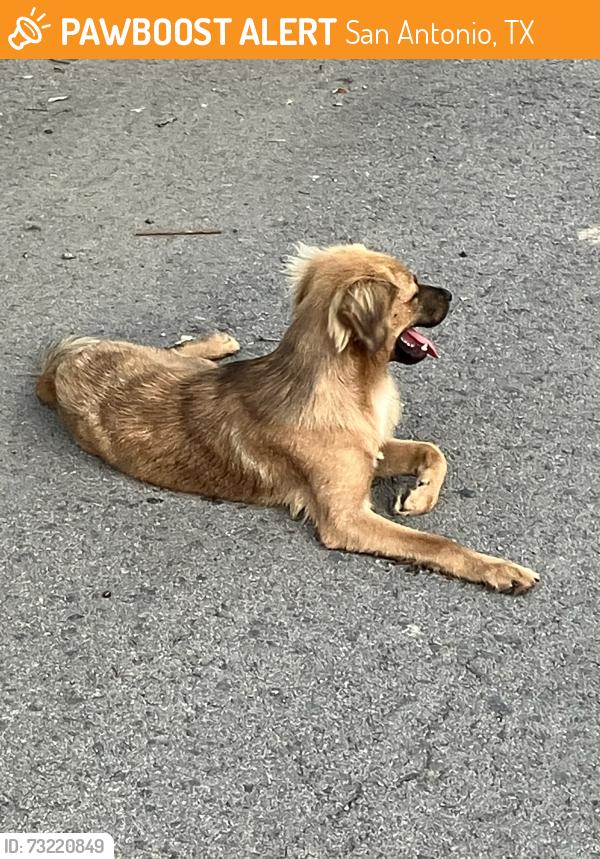 Found/Stray Unknown Dog last seen West Ave, San Antonio, TX 78213