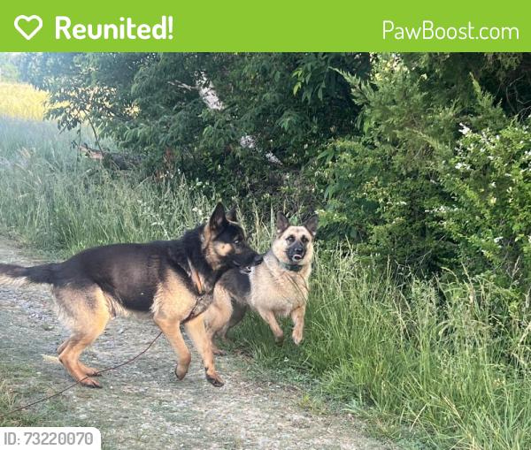 Reunited Female Dog last seen Near Charlie Monk Rd, Hurdle Mills, Hurdle Mills, NC 27541