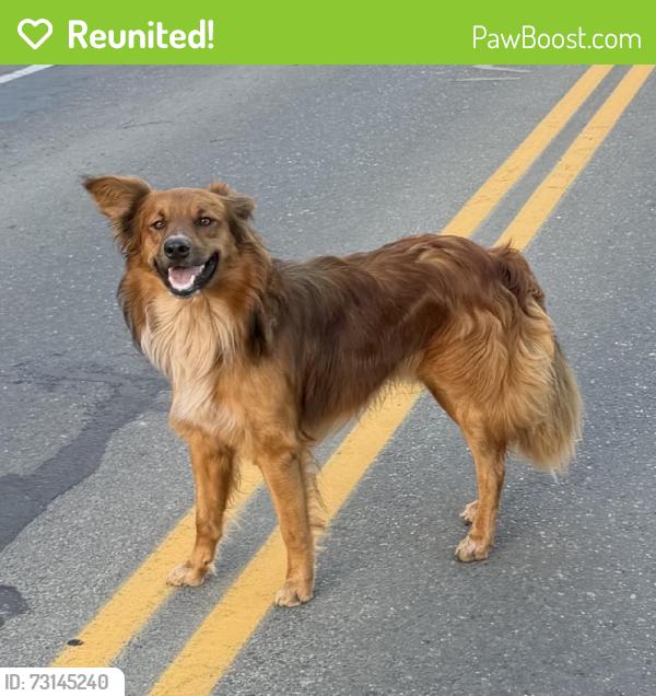 Reunited Male Dog last seen Wright Rd, Sequim, WA 98382, USA, Sequim, WA 98382