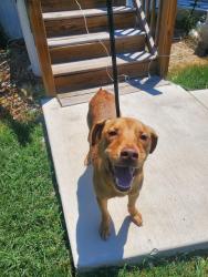 Found/Stray Male Dog last seen Converse Meadows, Converse, TX 78109