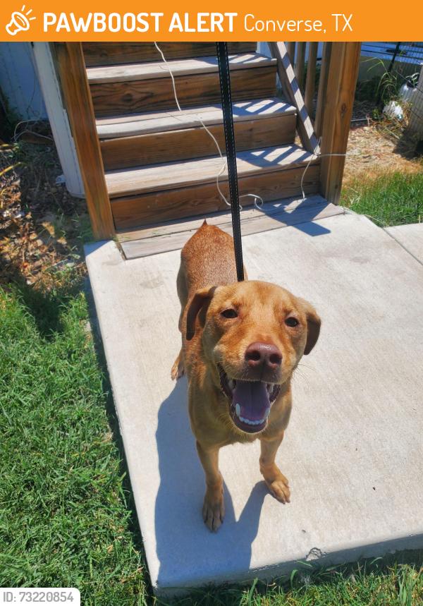 Found/Stray Male Dog last seen Converse Meadows, Converse, TX 78109
