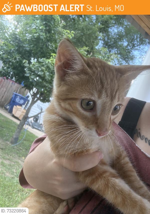 Found/Stray Female Cat last seen Newport/Itaska, St. Louis, MO 63116