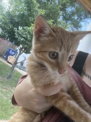 Found/Stray Female Cat last seen Newport/Itaska, St. Louis, MO 63116