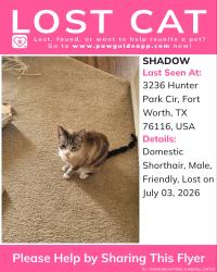 Lost Male Cat last seen Hunter Park Circle, Fort Worth, TX 76116