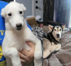Reunited Unknown Dog last seen McDowell Road and 36th street, Phoenix, AZ 85008