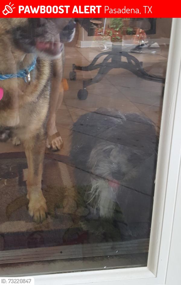 Lost Male Dog last seen Near Hinsdale Dr, Pasadena, TX 77505, Pasadena, TX 77505