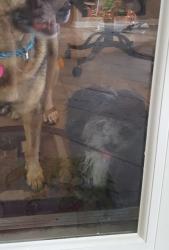 Lost Male Dog last seen Near Hinsdale Dr, Pasadena, TX 77505, Pasadena, TX 77505