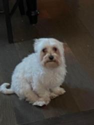 Reunited Female Dog last seen Near corridor oaks by walgreens, Schertz, TX 78108
