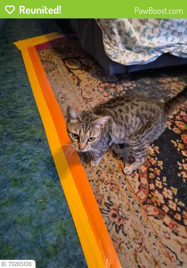 Reunited Female Cat last seen Dwight way at Mcgee, Berkeley, Berkeley, CA 94703