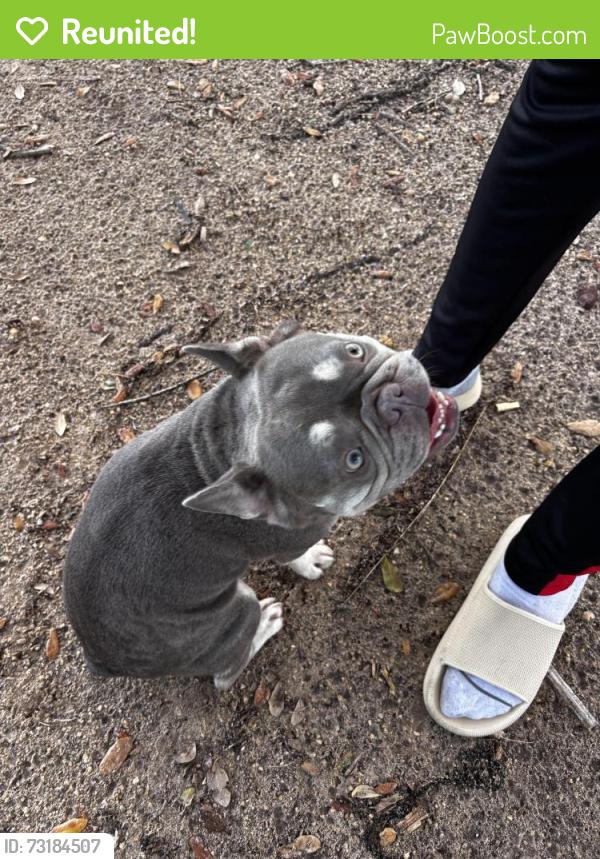 Reunited Female Dog last seen Near NW Eighth St Lauderhill, FL 33311 United States, Lauderhill, FL 33311