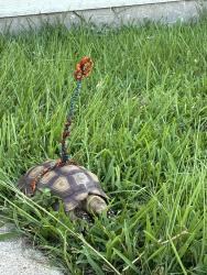 Lost Male Reptile last seen Greenhouse Rd, Silvermill, TX 77449