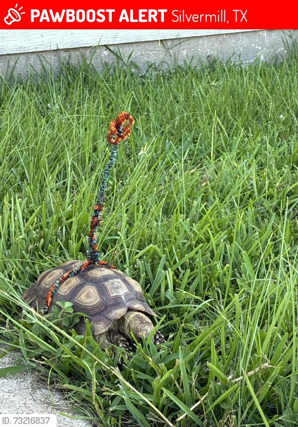 Lost Male Reptile last seen Greenhouse Rd, Silvermill, TX 77449