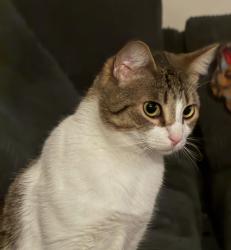 Lost Female Cat last seen Rockland Rd, Trumbull, CT 06611