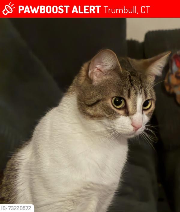 Lost Female Cat last seen Rockland Rd, Trumbull, CT 06611