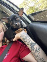 Reunited Female Dog last seen 38th Ave N and 43rd st N, St. Petersburg, FL 33713