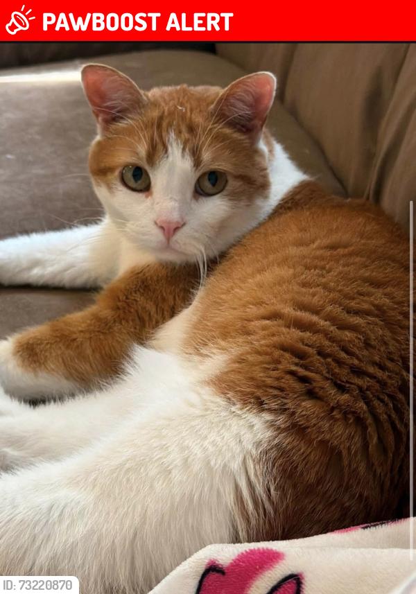 Lost Female Cat last seen Big meadows terr, North Chesterfield, VA 23236