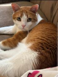 Lost Female Cat last seen Big meadows terr, North Chesterfield, VA 23236