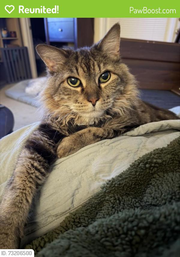Reunited Male Cat last seen Near Grande Dr, Pensacola, FL 32504, USA, Pensacola, FL 32504
