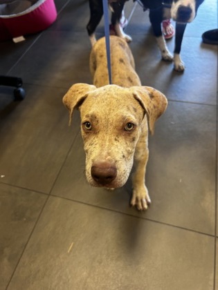 Shelter Stray Male Dog last seen Near Creek Crossing Rd ( Copeland dog park), 75181, TX, 1650 Gross Rd, Mesquite, TX 75149, USA