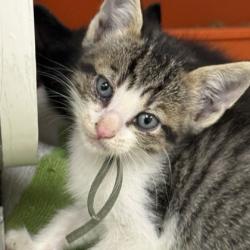 Shelter Stray Female Cat last seen Foster RD/ Verloren, Brazos County, TX, 5359 Leonard Rd, Bryan, TX 77807, USA
