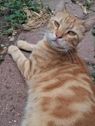 Lost Male Cat last seen South Bicentennial and, McAllen, TX 78501