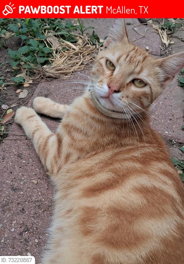 Lost Male Cat last seen South Bicentennial and, McAllen, TX 78501