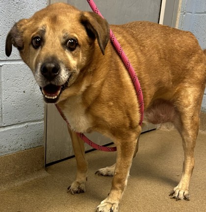 Shelter Stray Male Dog last seen Near Glenwood Road, Decatur 30032, 30032, GA, 3280 Chamblee Dunwoody Rd, Chamblee, GA 30341, USA