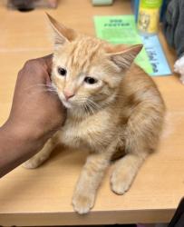 Shelter Stray Male Cat last seen Near Vancouver Dr Tucker Georgia 30084, 30084, GA, 3280 Chamblee Dunwoody Rd, Chamblee, GA 30341, USA