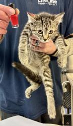Shelter Stray Female Cat last seen Near Vancouver Dr Tucker Georgia 30084, 30084, GA, 3280 Chamblee Dunwoody Rd, Chamblee, GA 30341, USA