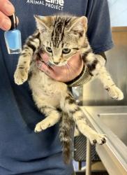 Shelter Stray Male Cat last seen Near Vancouver Dr Tucker Georgia 30084, 30084, GA, 3280 Chamblee Dunwoody Rd, Chamblee, GA 30341, USA